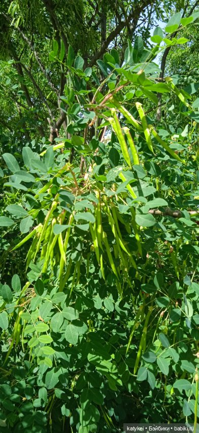 Шиповниковое мороженое и другие