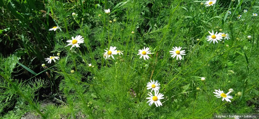 Шиповниковое мороженое и другие