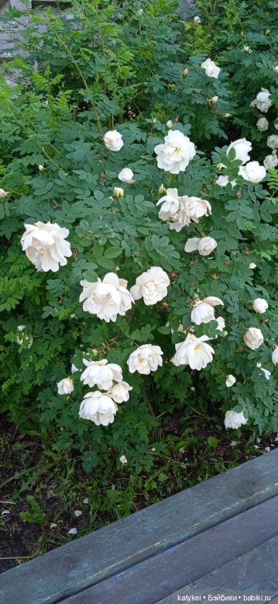 Шиповниковое мороженое и другие