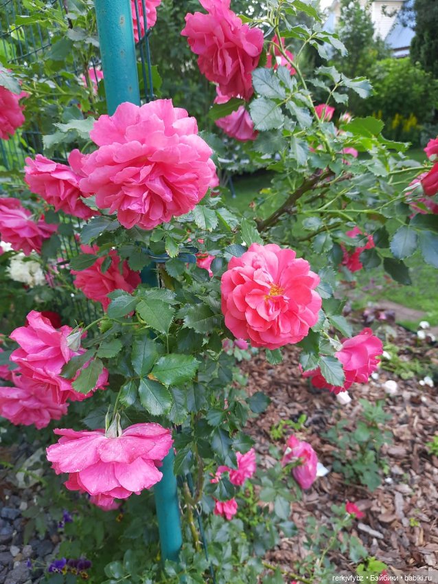 Монстры на каникулах — Аналоги Барби и куклы 1/6: клоны 90