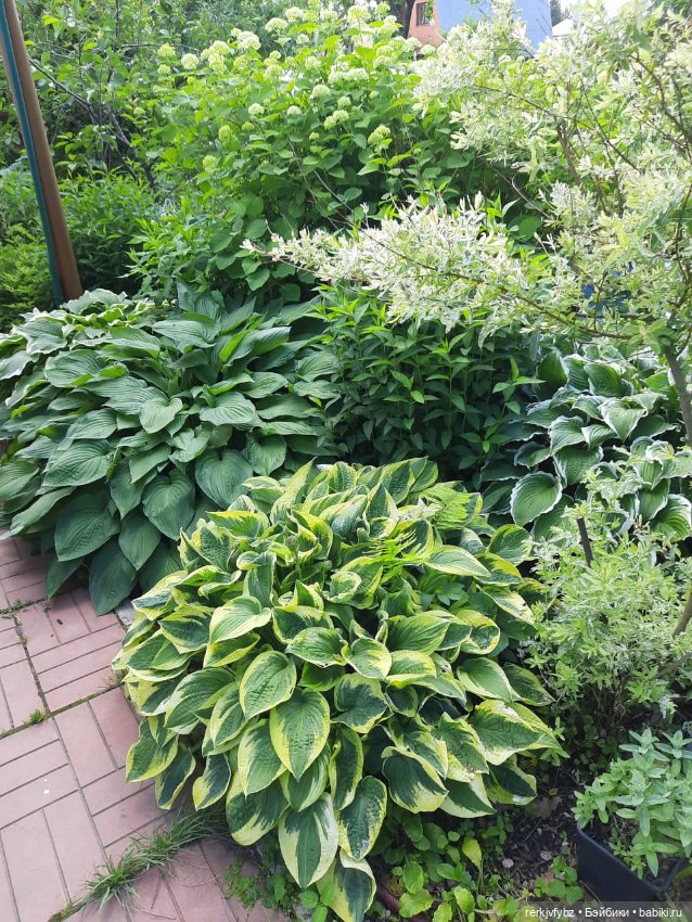 Монстры на каникулах — Аналоги Барби и куклы 1/6: клоны 90