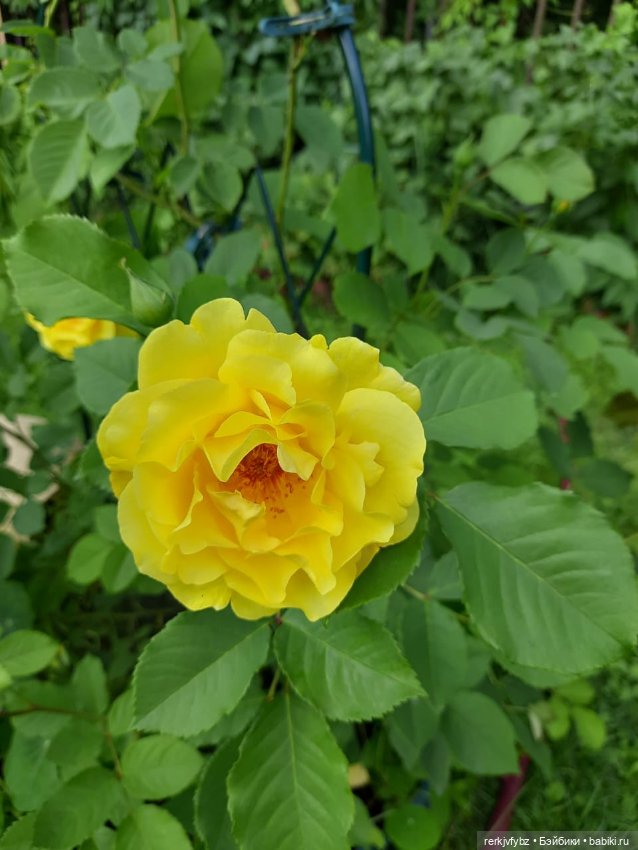 Монстры на каникулах — Аналоги Барби и куклы 1/6: клоны 90