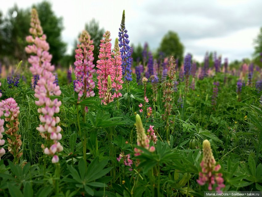 В объятьях лета — Куклы Paola Reina (Паола Рейна): новинки (фото 8)