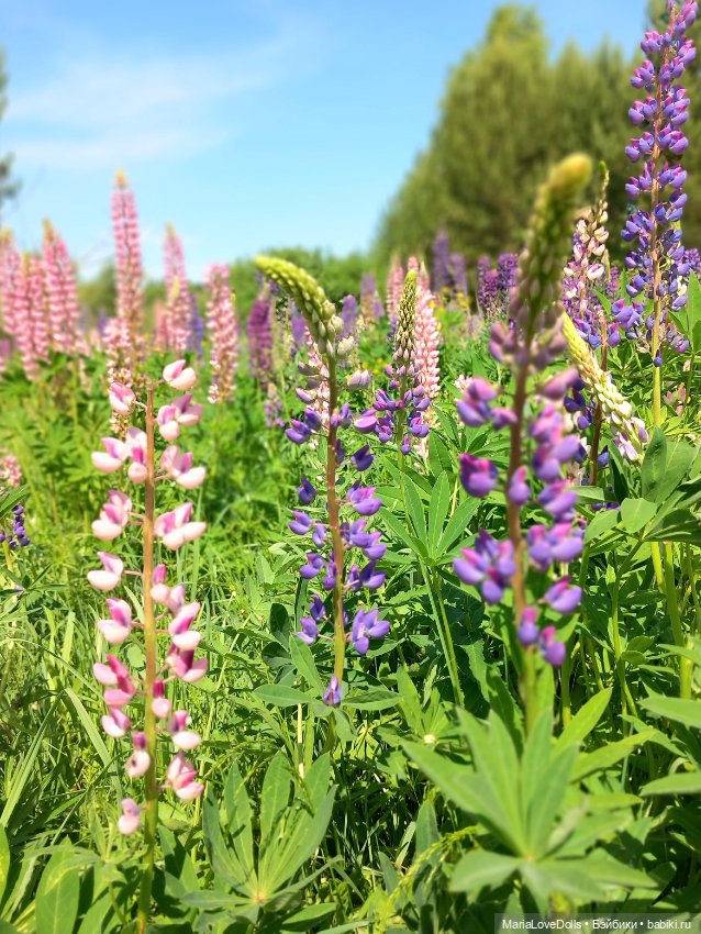 В объятьях лета — Куклы Paola Reina (Паола Рейна): новинки