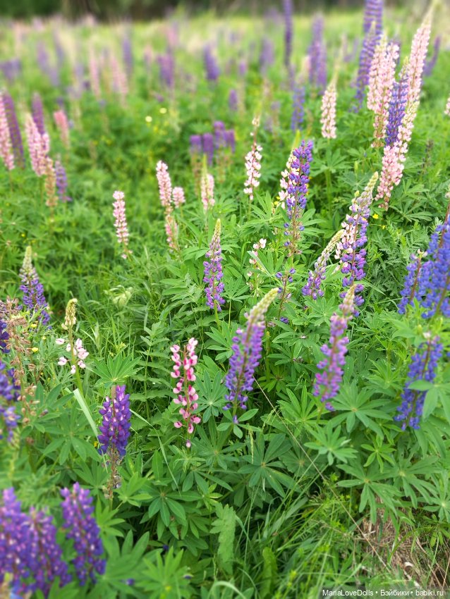 В объятьях лета — Куклы Paola Reina (Паола Рейна): новинки