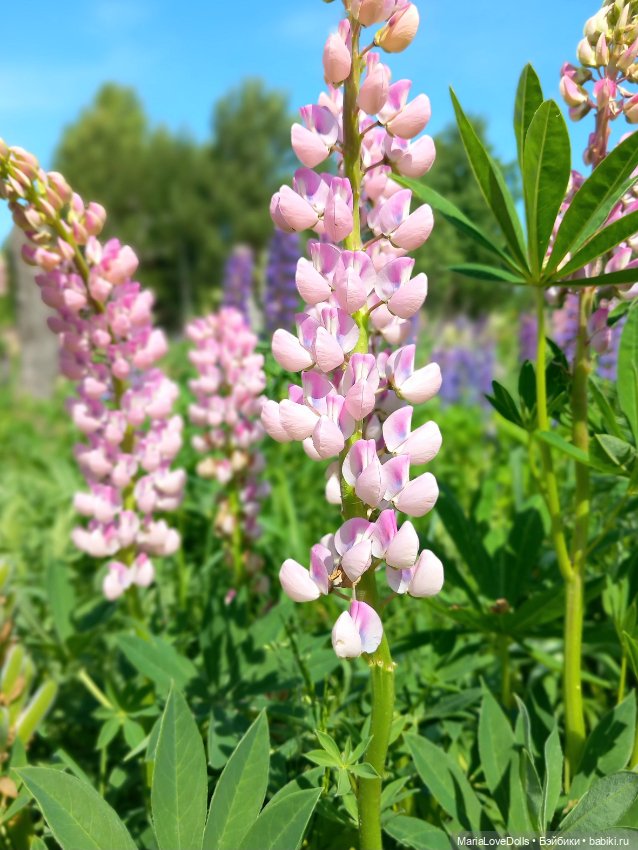 В объятьях лета — Куклы Paola Reina (Паола Рейна): новинки