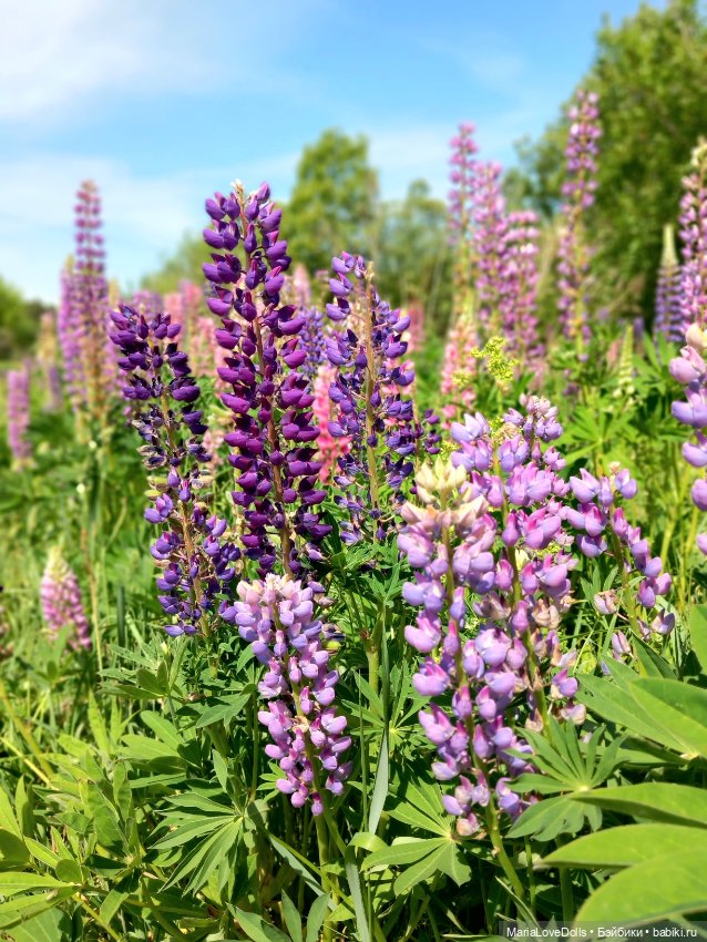 В объятьях лета — Куклы Paola Reina (Паола Рейна): новинки