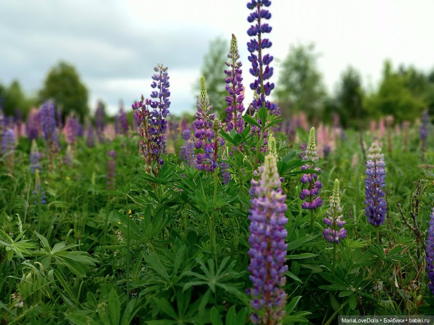 В объятьях лета — Куклы Paola Reina (Паола Рейна): новинки (фото 9)