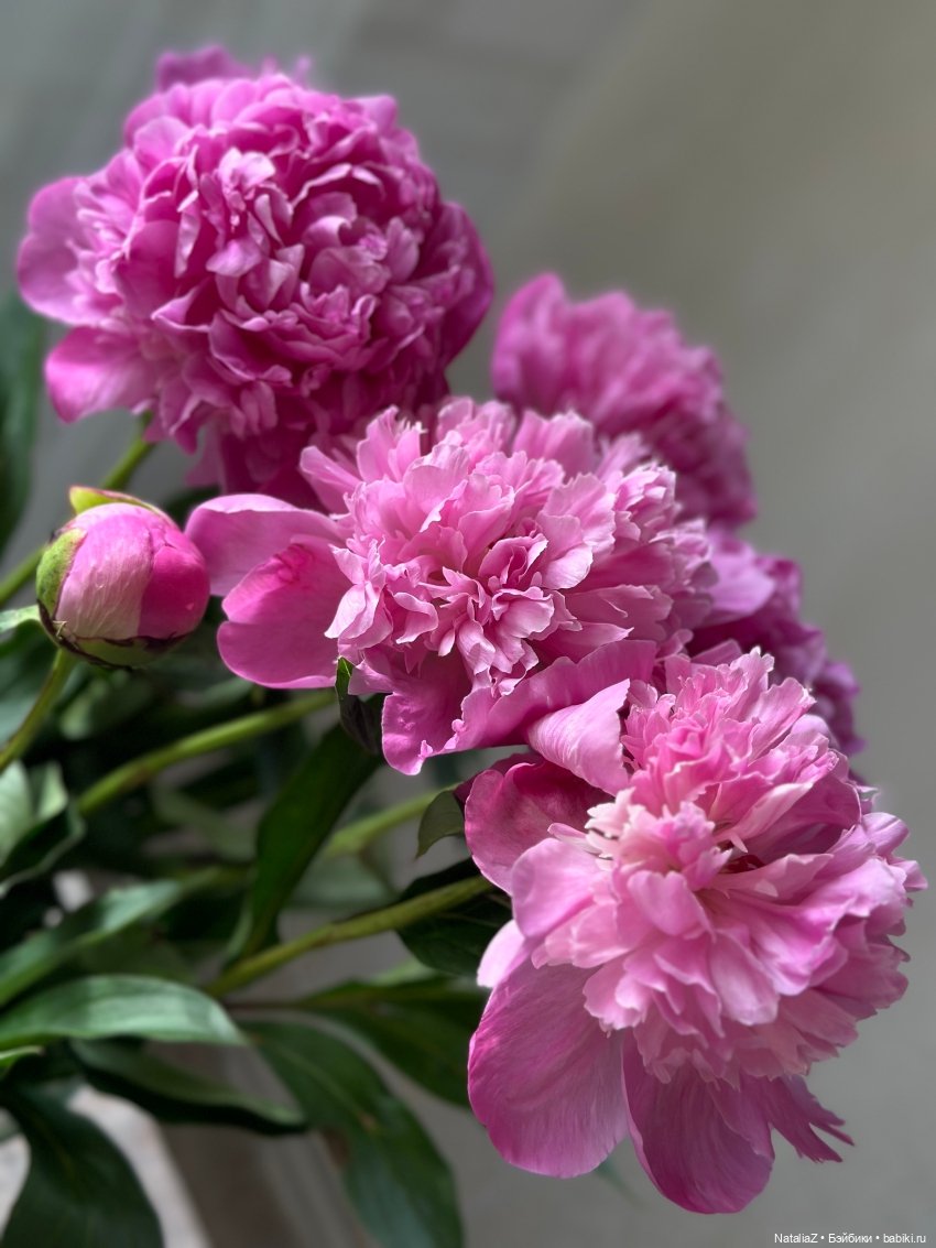 Балеринка — Куклы Paola Reina (Паола Рейна): новинки