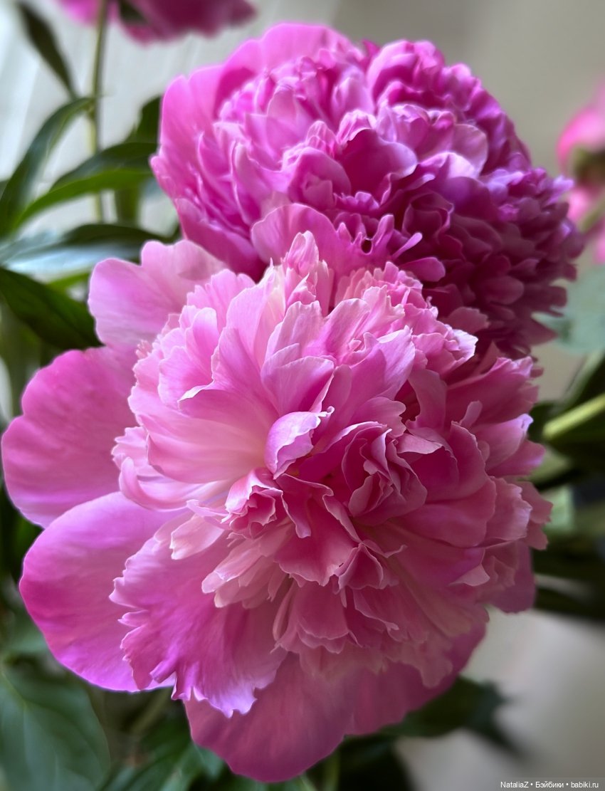 Балеринка — Куклы Paola Reina (Паола Рейна): новинки