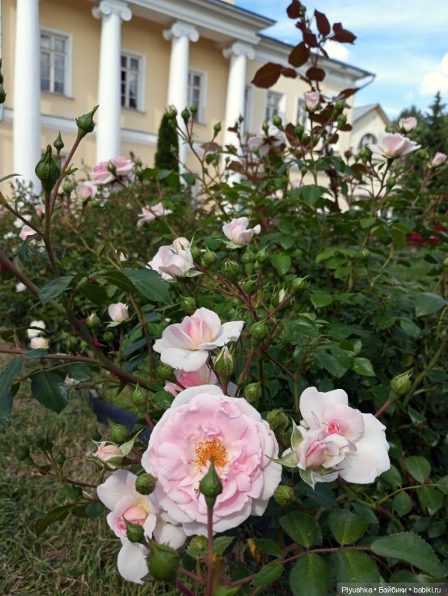 Джейки в усадьбе Свиблово