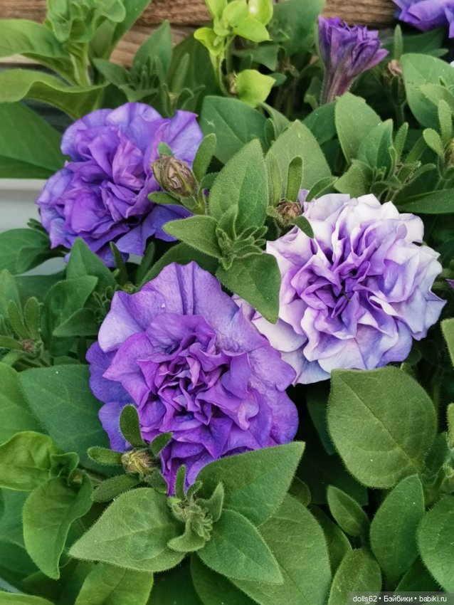 Ах, Июнь, Июнь — Куклы Fairyland (ФэйриЛэнд): BJD (БЖД) (фото 2)