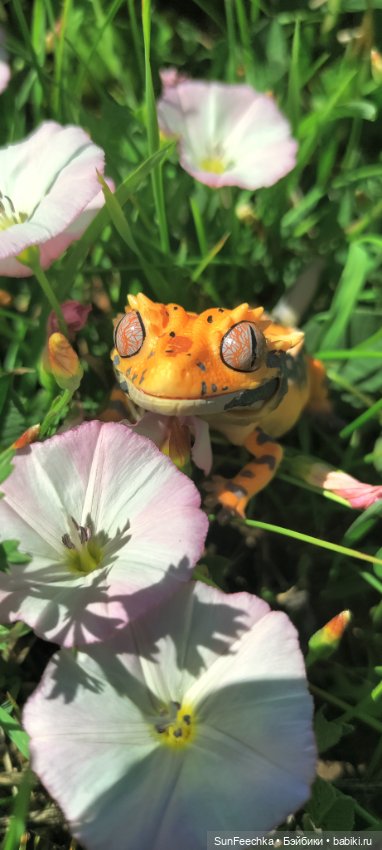 Гошка в лете — Коллекционные экшн