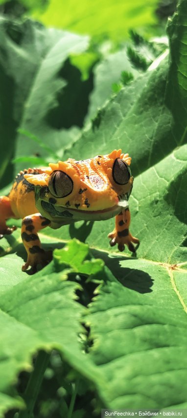 Гошка в лете — Коллекционные экшн (фото 3)