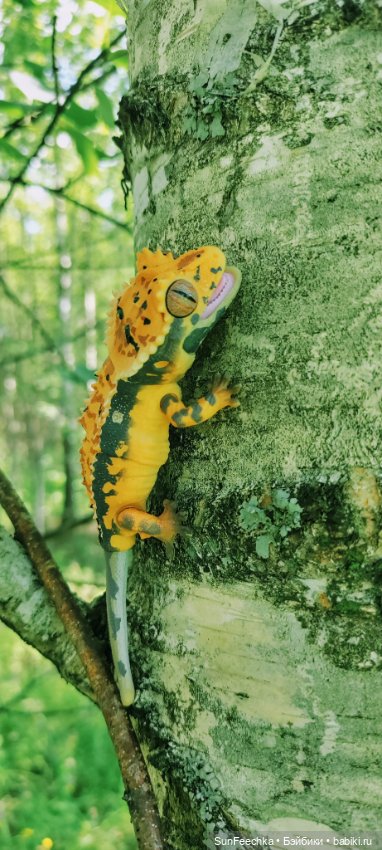 Гошка в лете — Коллекционные экшн (фото 2)