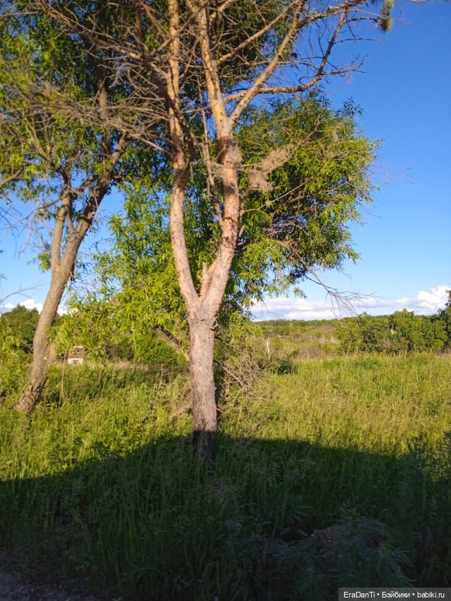 В пригороде Благовещенска