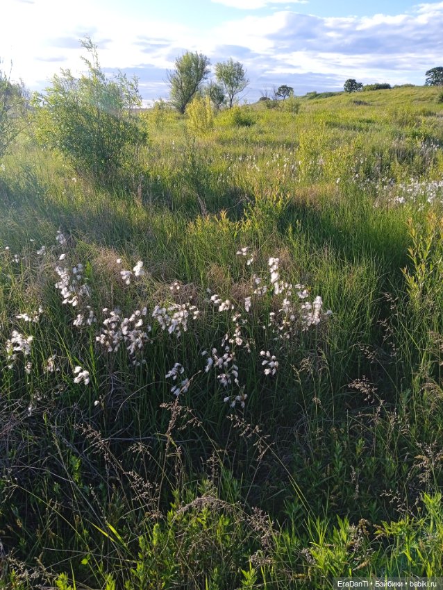 В пригороде Благовещенска