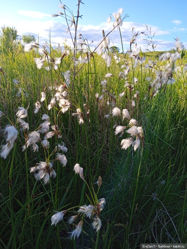 В пригороде Благовещенска