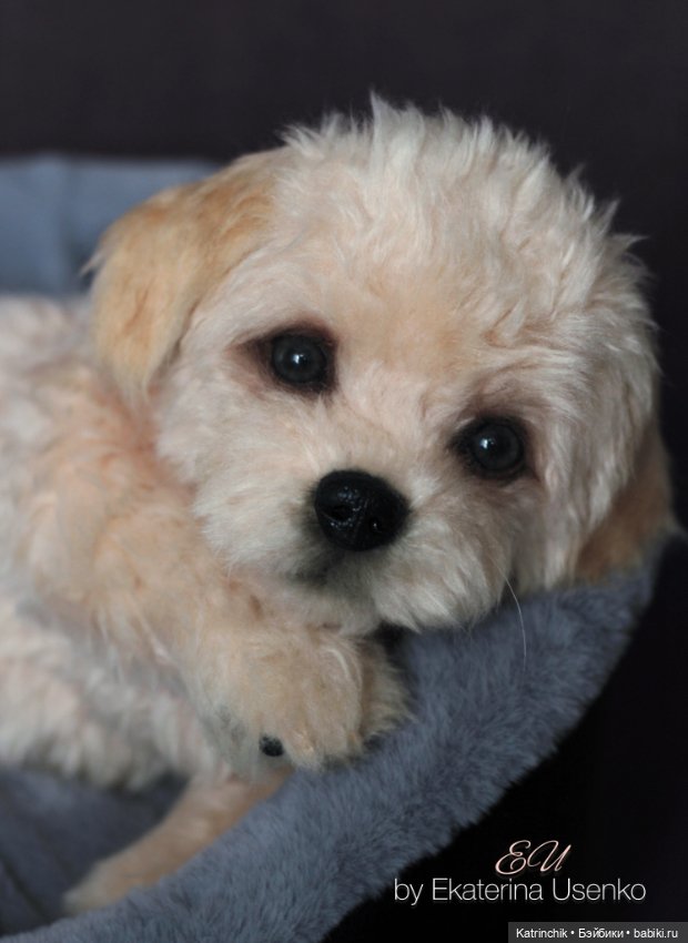 Щенок мальтипу — Авторские мишки Тедди и друзья: фото