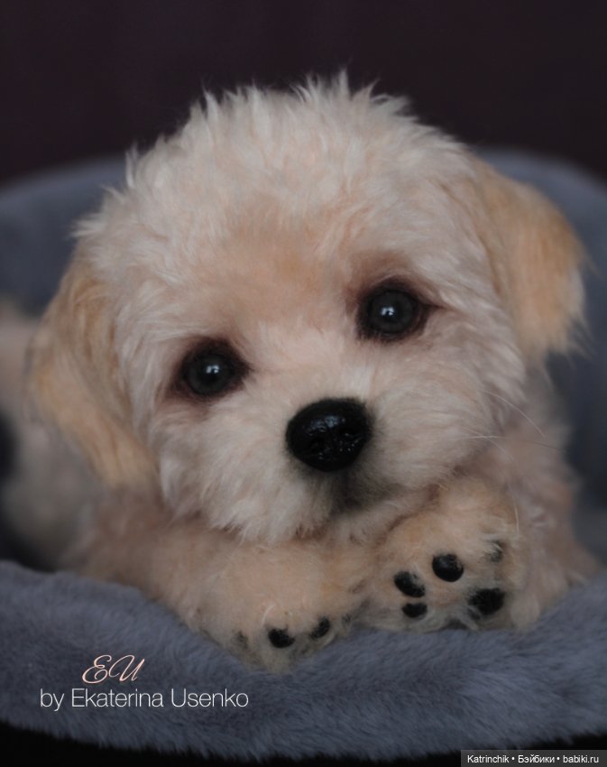 Щенок мальтипу — Авторские мишки Тедди и друзья: фото (фото 7)