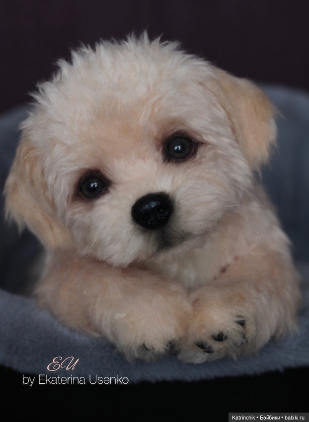 Щенок мальтипу — Авторские мишки Тедди и друзья: фото (фото 8)