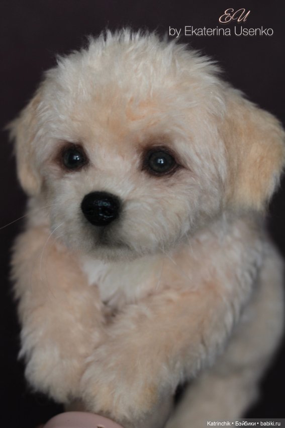 Щенок мальтипу — Авторские мишки Тедди и друзья: фото (фото 4)