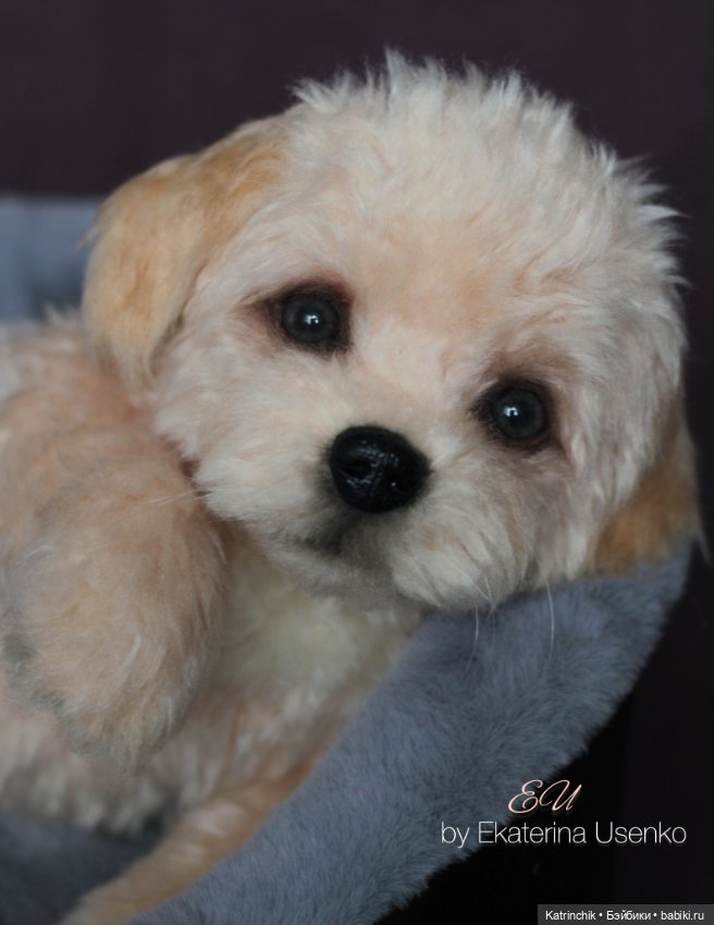 Щенок мальтипу — Авторские мишки Тедди и друзья: фото (фото 2)