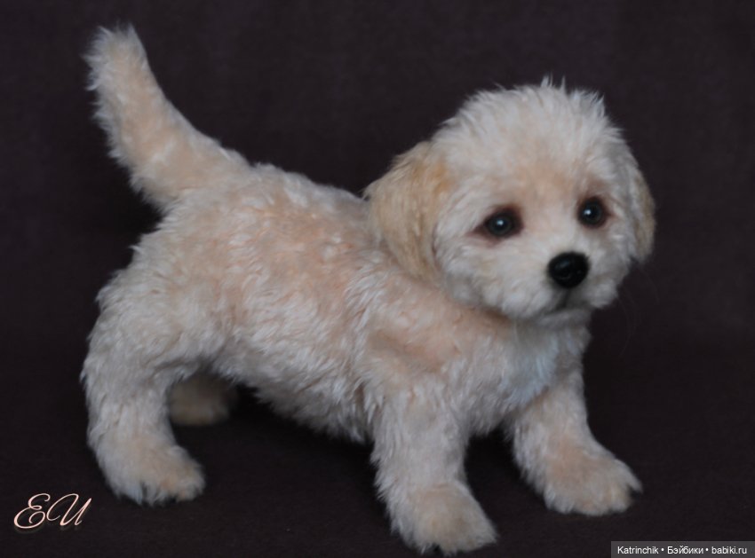 Щенок мальтипу — Авторские мишки Тедди и друзья: фото