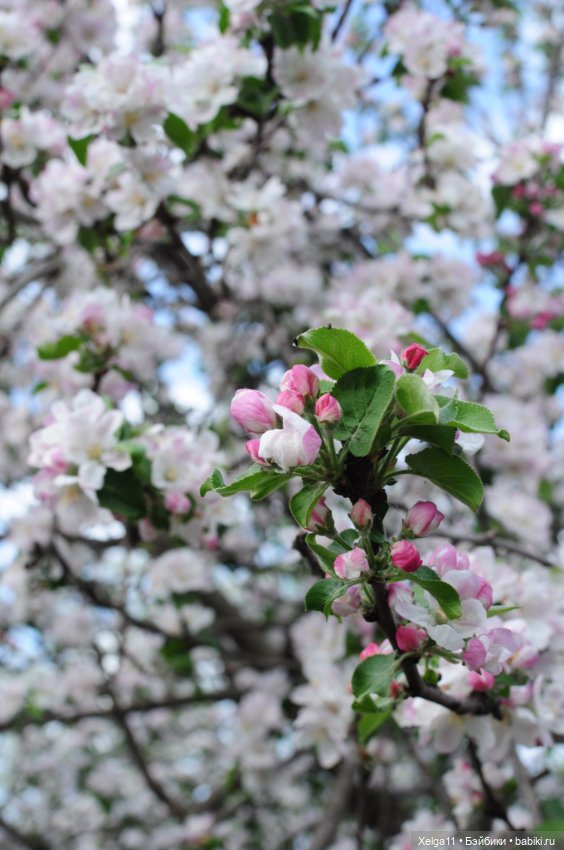 Путутик (Pututu doll) — Куклы Pututu (Путуту): дизайнерский винил (фото 8)