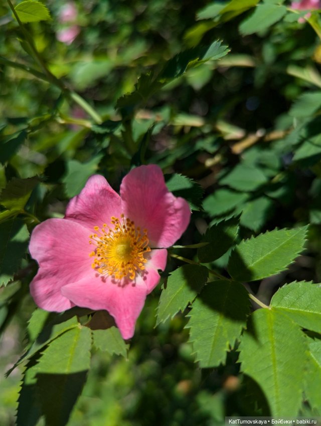 Мидсаммер, Лита, Солнцестояние