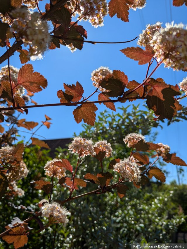 Мидсаммер, Лита, Солнцестояние