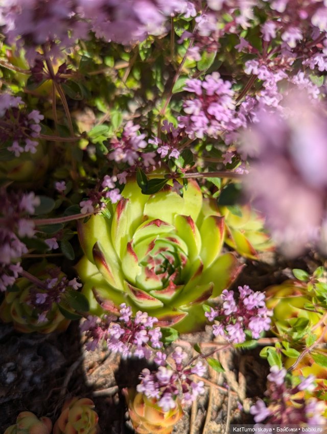 Мидсаммер, Лита, Солнцестояние