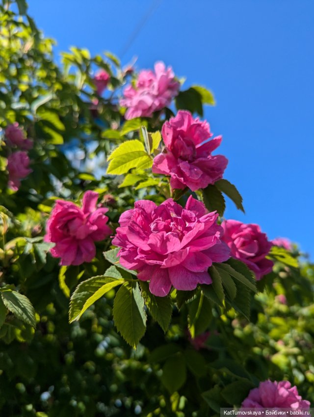 Мидсаммер, Лита, Солнцестояние