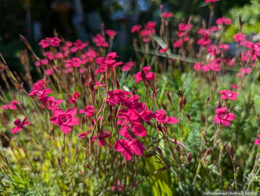 Мидсаммер, Лита, Солнцестояние