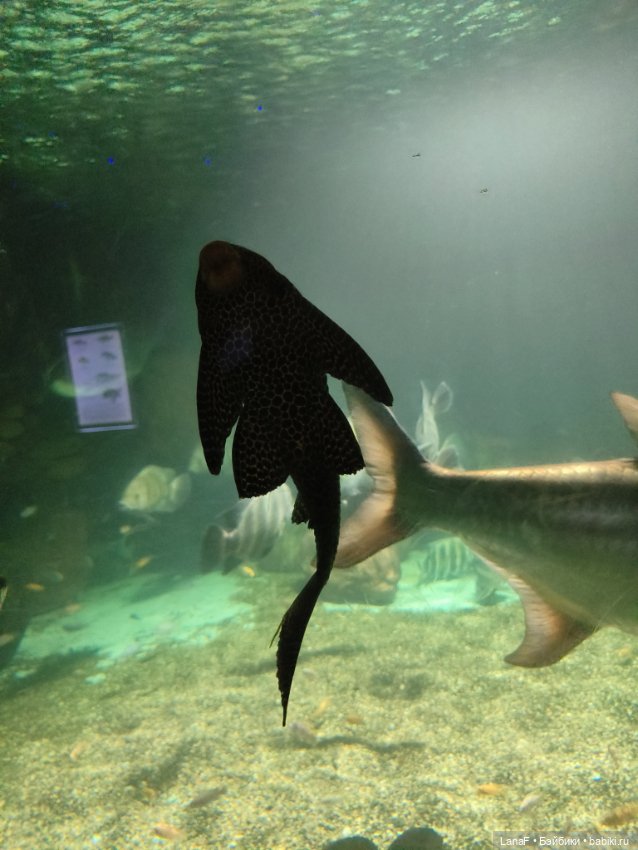 Милочка путешествует🍓💛🌷( Габриэль Мюллер, винил, 23см)