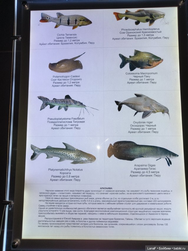 Милочка путешествует🍓💛🌷( Габриэль Мюллер, винил, 23см)