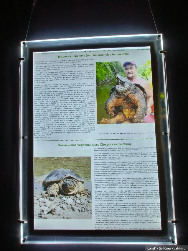 Милочка путешествует🍓💛🌷( Габриэль Мюллер, винил, 23см)