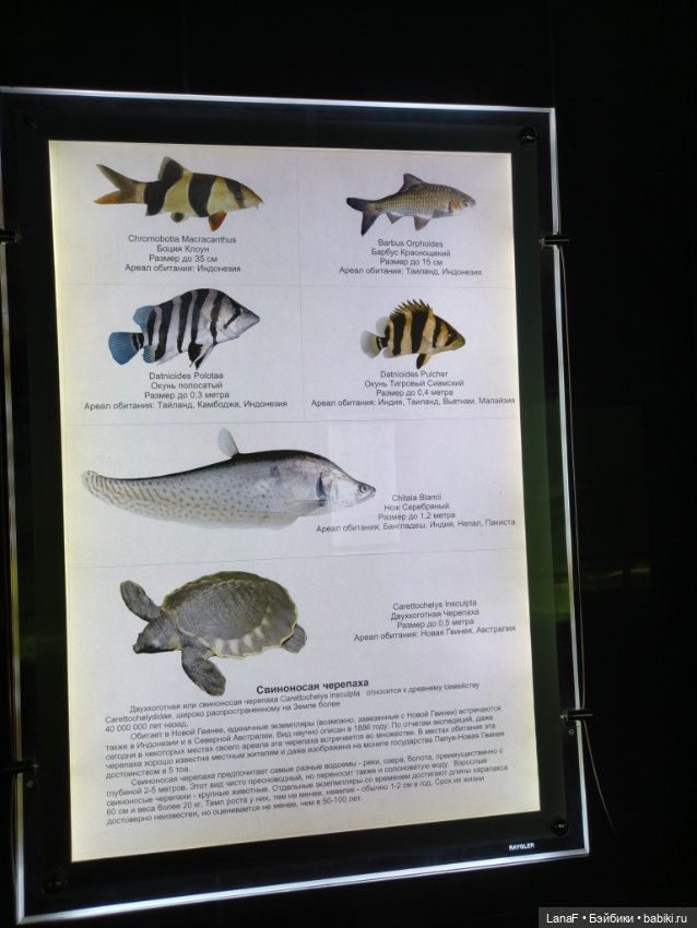 Милочка путешествует🍓💛🌷( Габриэль Мюллер, винил, 23см)