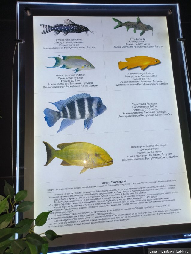 Милочка путешествует🍓💛🌷( Габриэль Мюллер, винил, 23см)