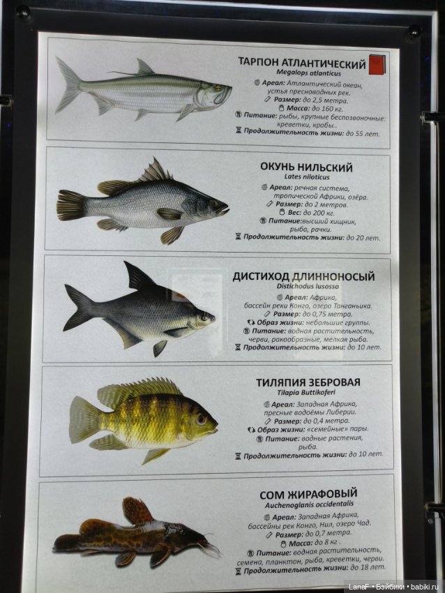 Милочка путешествует🍓💛🌷( Габриэль Мюллер, винил, 23см)