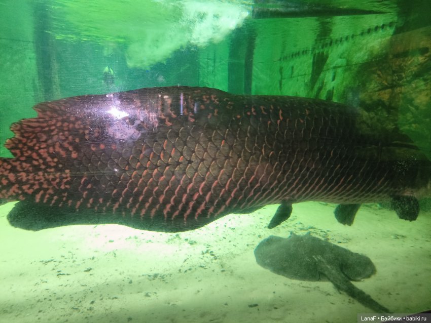 Милочка путешествует🍓💛🌷( Габриэль Мюллер, винил, 23см)