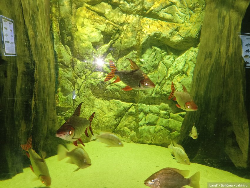 Милочка путешествует🍓💛🌷( Габриэль Мюллер, винил, 23см)