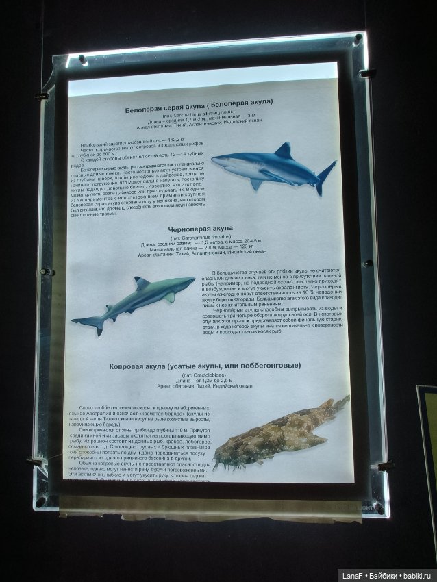 Милочка путешествует🍓💛🌷( Габриэль Мюллер, винил, 23см)