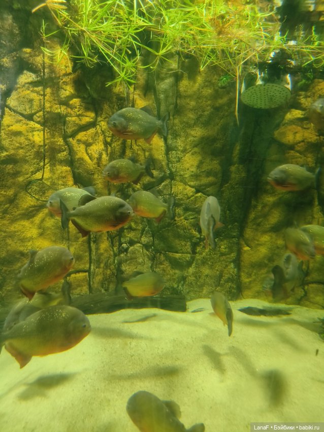 Милочка путешествует🍓💛🌷( Габриэль Мюллер, винил, 23см)