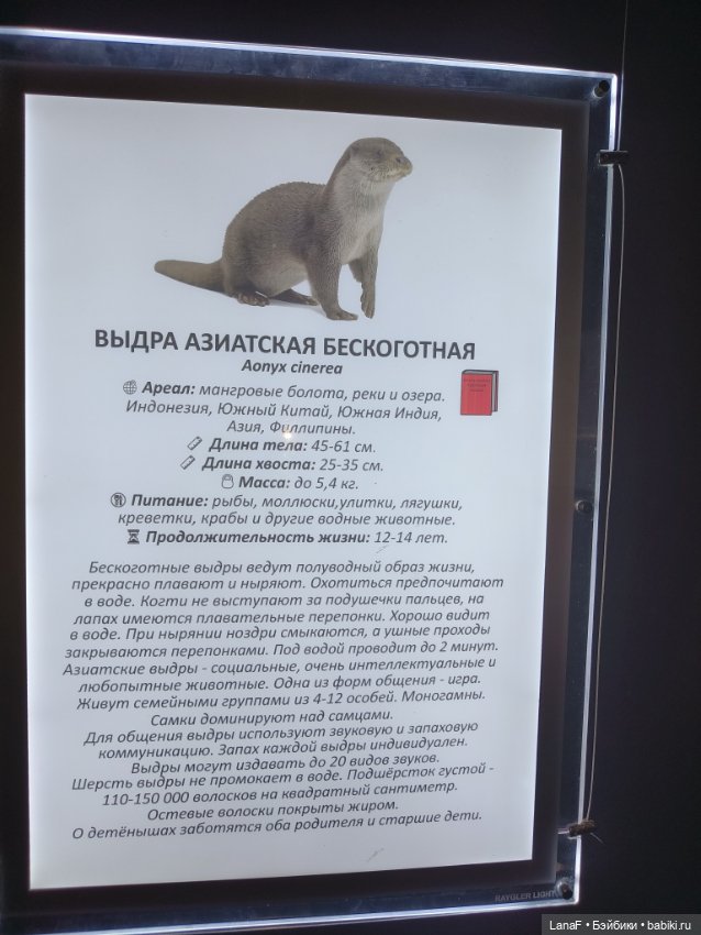 Милочка путешествует🍓💛🌷( Габриэль Мюллер, винил, 23см)