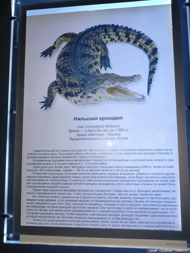 Милочка путешествует🍓💛🌷( Габриэль Мюллер, винил, 23см)