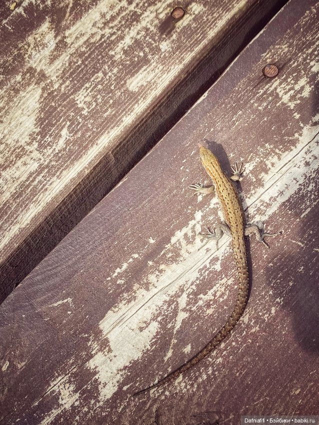 Поли путешественница — Куклы Lidia Snul (Лидия Снуль): авторские BJD (БЖД)