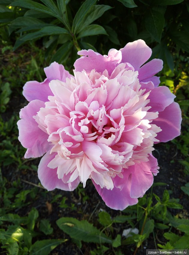 Июньский букет — Гибриды шарнирных кукол (не БЖД): подбор тела