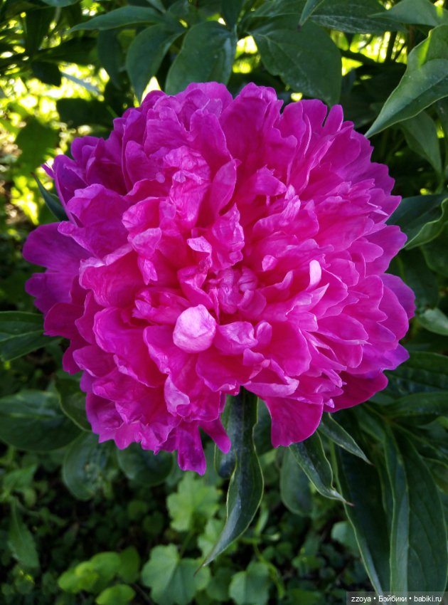 Июньский букет — Гибриды шарнирных кукол (не БЖД): подбор тела