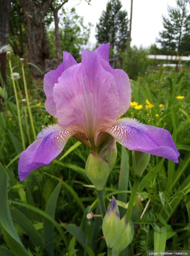 Июньский букет — Гибриды шарнирных кукол (не БЖД): подбор тела (фото 4)